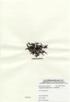 藏品(臺灣盾果藻)的圖片